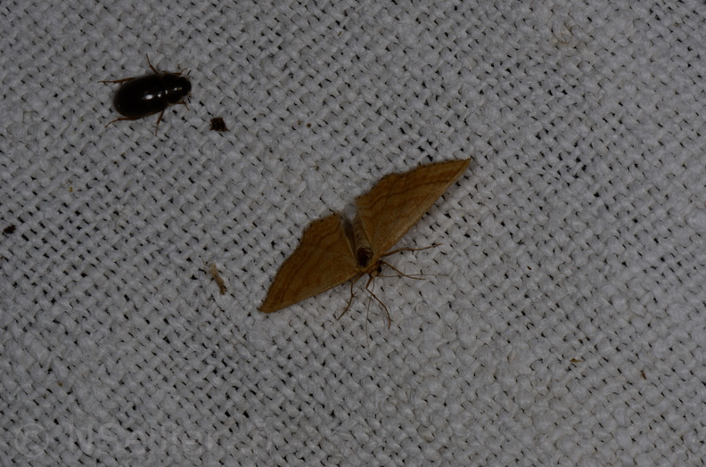 Chasse Aux Papillons - Marais d'yves - 12-07-2013 - Idaea ochrata (19).JPG
