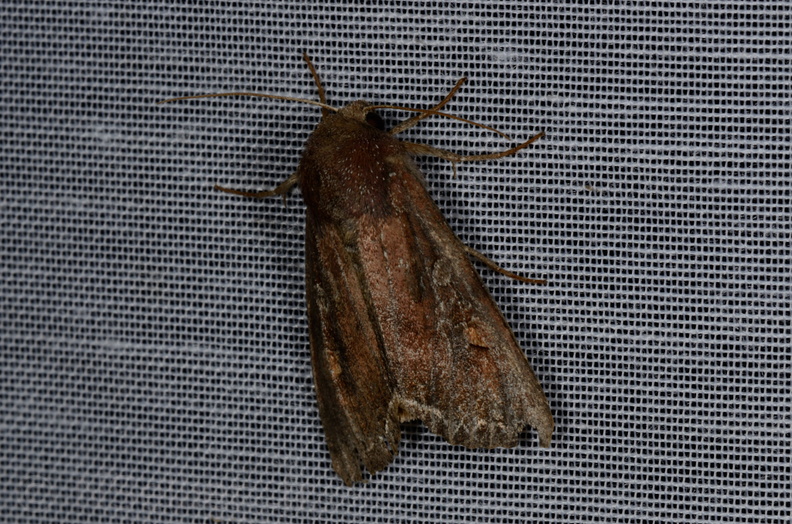 Chasse Aux Papillons - Marais d'yves - 12-07-2013 - Lacanobia oleracea (5).JPG