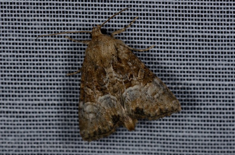 Chasse Aux Papillons - Marais d'yves - 12-07-2013 - Mesoligia furuncula (37).JPG