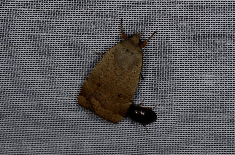 Chasse Aux Papillons - Marais d'yves - 12-07-2013 - Noctua comes (7).JPG