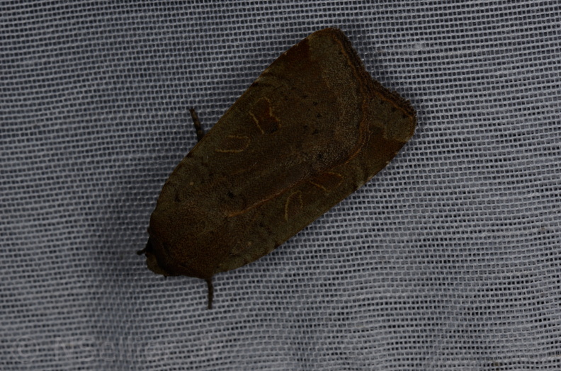 Chasse Aux Papillons - Marais d'yves - 12-07-2013 - Noctua comes (48).JPG