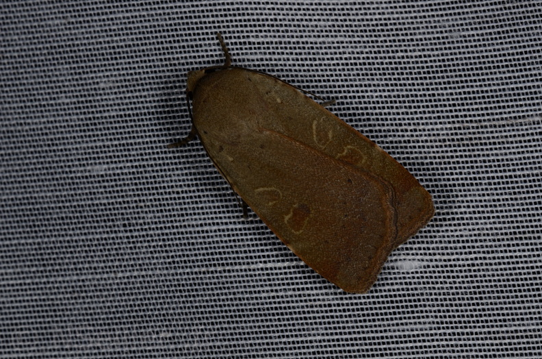 Chasse Aux Papillons - Marais d'yves - 12-07-2013 - Noctua comes (56).JPG