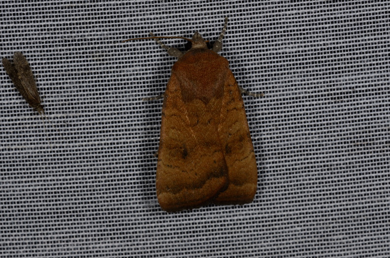 Chasse Aux Papillons - Marais d'yves - 12-07-2013 - Noctua interjecta (11).JPG