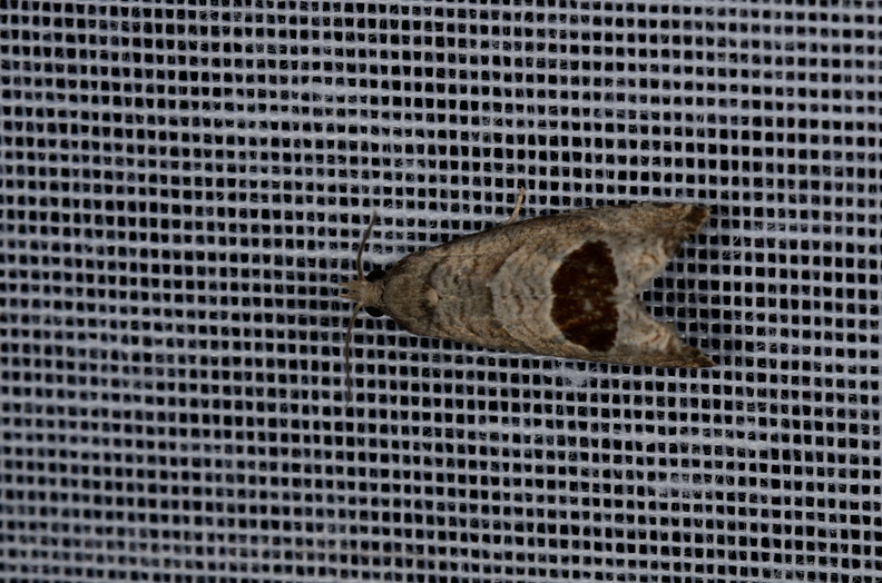 Chasse Aux Papillons - Marais d'yves - 12-07-2013 - Notocelia uddmanniana (38).JPG