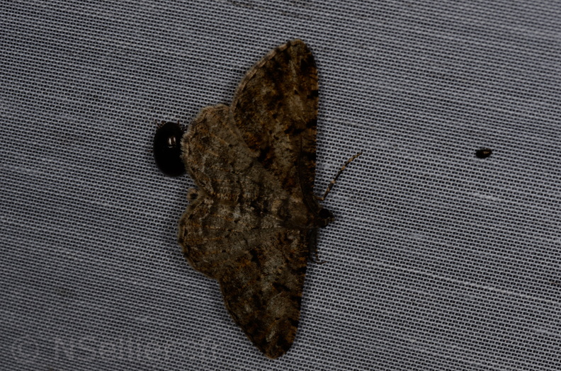 Chasse Aux Papillons - Marais d'yves - 12-07-2013 - Peribatodes rhomboidaria (44).JPG