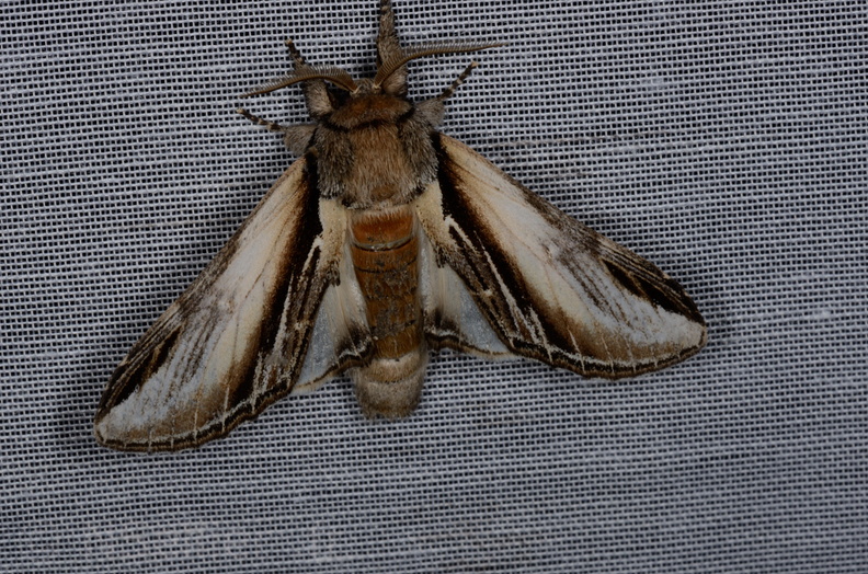 Chasse Aux Papillons - Marais d'yves - 12-07-2013 - Pheosia tremula (52).JPG