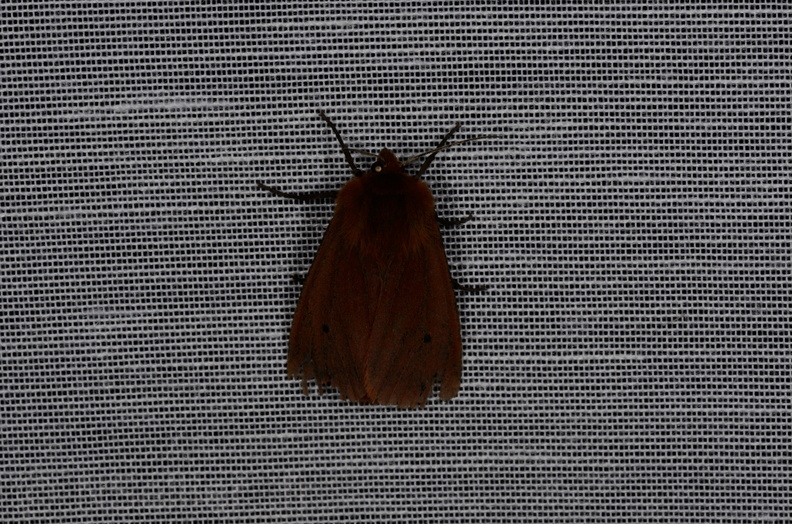 Chasse Aux Papillons - Marais d'yves - 12-07-2013 - Phragmatobia fuliginosa (26).JPG