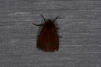 Phragmatobia fuliginosa
