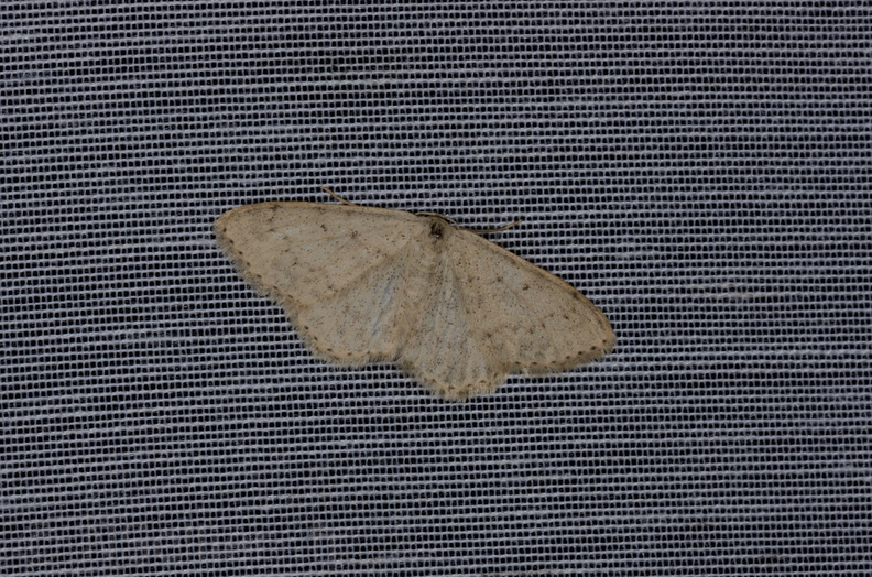 Chasse Aux Papillons - Marais d'yves - 12-07-2013 - Scopula marginepunctata (10).JPG