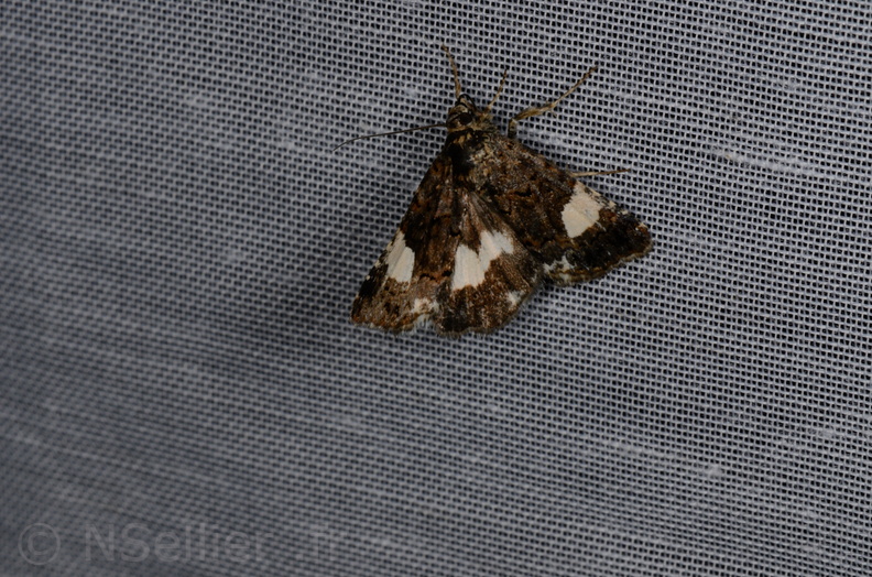 Chasse Aux Papillons - Marais d'yves - 12-07-2013 - Tyta luctuosa (42).JPG