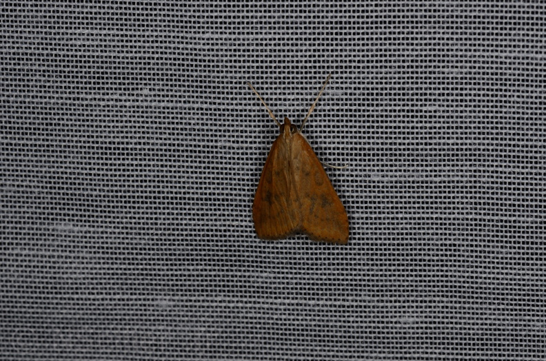 Chasse Aux Papillons - Marais d'yves - 12-07-2013 - Udea ferrugalis (1).JPG