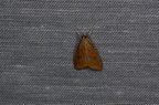 Udea ferrugalis