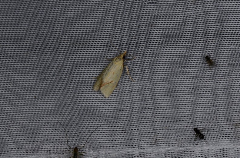 Chasse Aux Papillons - Marais d'yves - 12-07-2013 (31) - Agapeta hamana - Copie.JPG