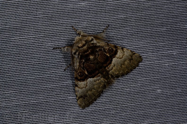 Chasse Aux Papillons - Marais d Yves - 30-03-2014 - Colocasia coryli (1).JPG