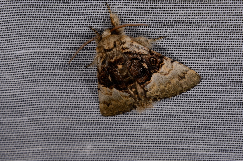 Chasse Aux Papillons - Marais d Yves - 30-03-2014 - Colocasia coryli (15).JPG