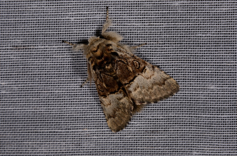 Chasse Aux Papillons - Marais d Yves - 30-03-2014 - Colocasia coryli (17).JPG