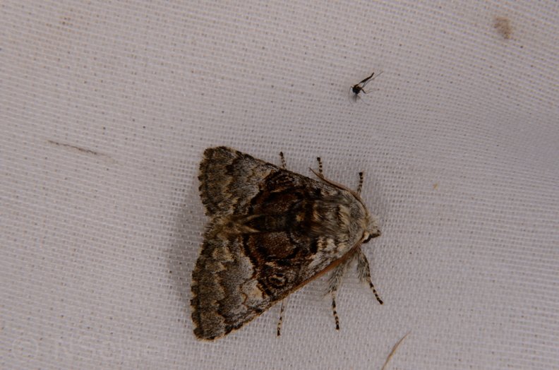 Chasse Aux Papillons - Marais d Yves - 30-03-2014 - Colocasia coryli (25).JPG