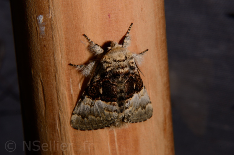 Chasse Aux Papillons - Marais d Yves - 30-03-2014 - Colocasia coryli (29).JPG