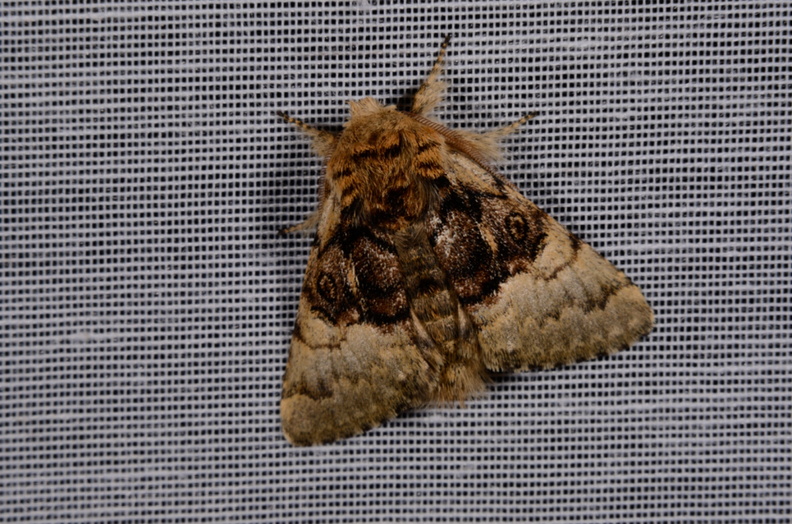 Chasse Aux Papillons - Marais d Yves - 30-03-2014 - Colocasia coryli (31).JPG