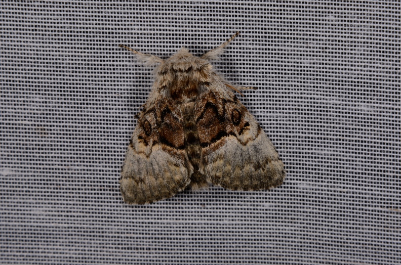 Chasse Aux Papillons - Marais d Yves - 30-03-2014 - Colocasia coryli (33).JPG
