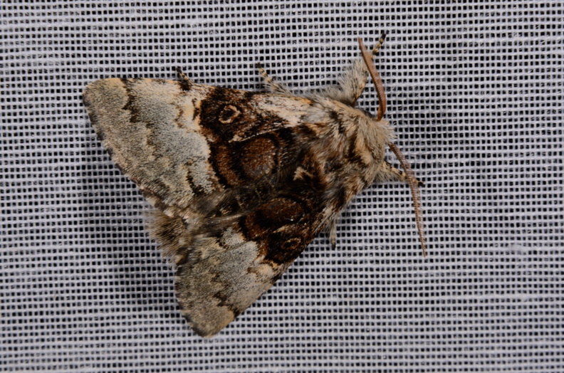 Chasse Aux Papillons - Marais d Yves - 30-03-2014 - Colocasia coryli (34).JPG