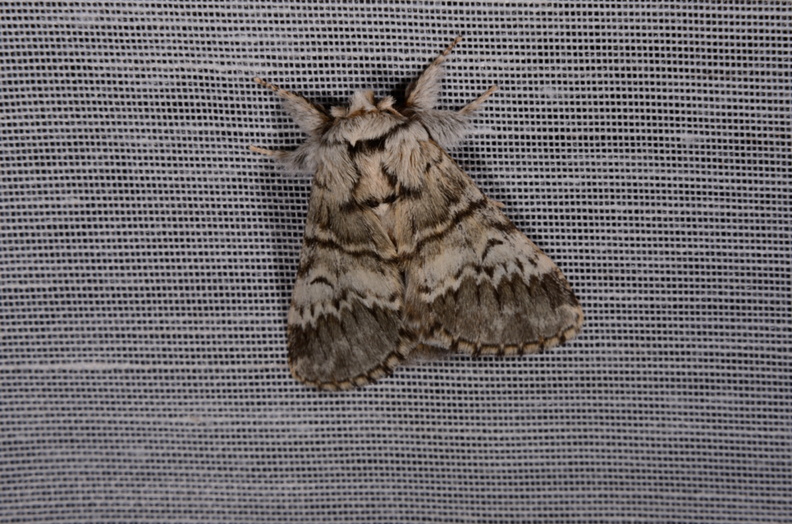 Chasse Aux Papillons - Marais d Yves - 30-03-2014 - Drymonia ruficornis (14).JPG