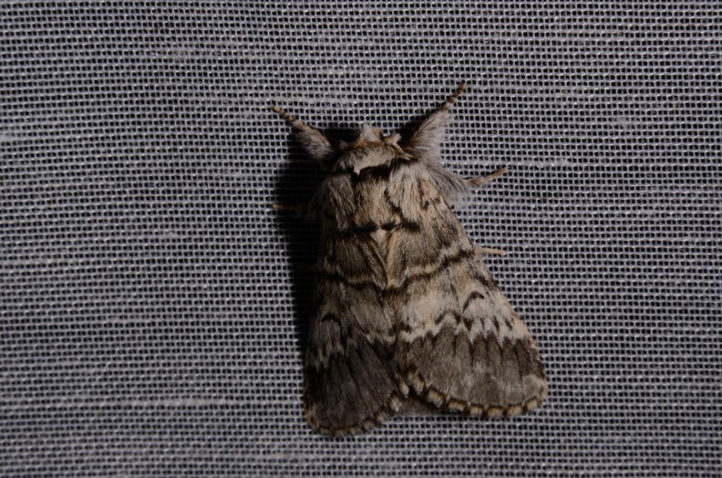 Chasse Aux Papillons - Marais d Yves - 30-03-2014 - Drymonia ruficornis (26).JPG