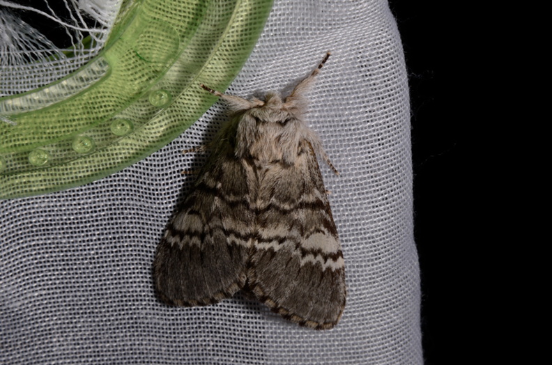 Chasse Aux Papillons - Marais d Yves - 30-03-2014 - Drymonia ruficornis (30).JPG