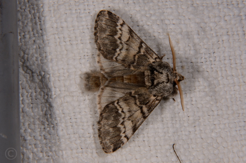 Chasse Aux Papillons - Marais d Yves - 30-03-2014 - Drymonia ruficornis (35).JPG