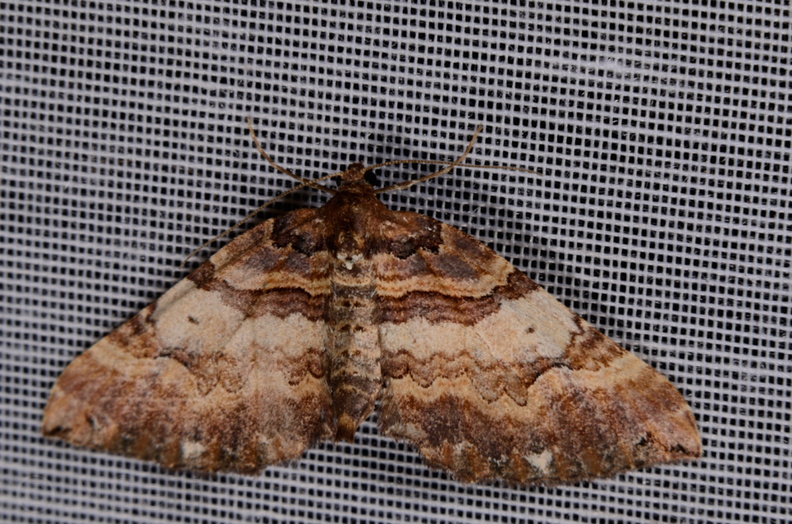 Chasse Aux Papillons - Marais d Yves - 30-03-2014 - Earophila badiata (9).JPG