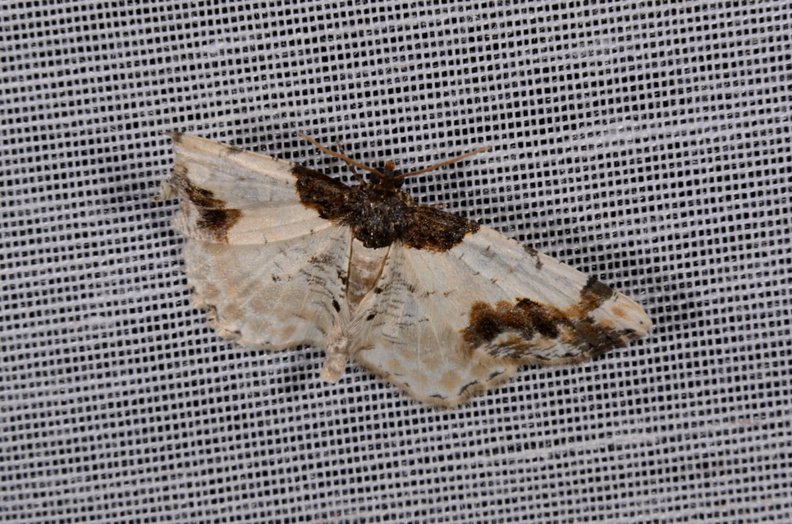 Chasse Aux Papillons - Marais d Yves - 30-03-2014 - Ligdia adustata (36).JPG