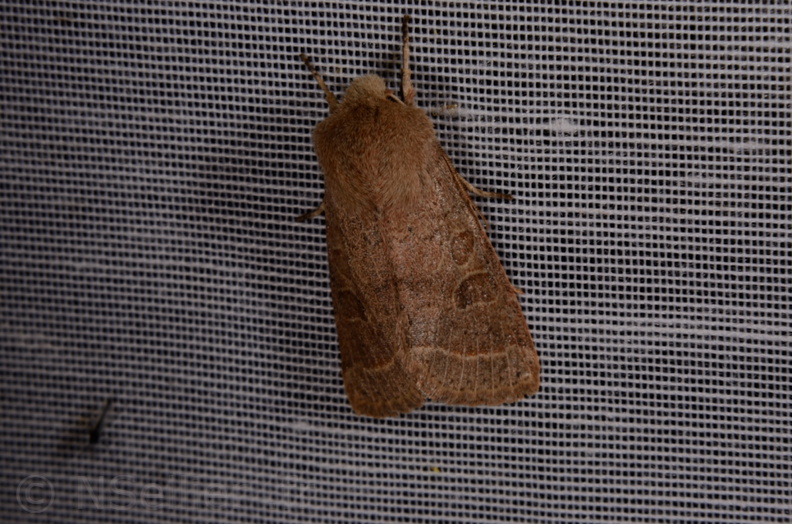 Chasse Aux Papillons - Marais d Yves - 30-03-2014 - Orthosia cerasi (10).JPG