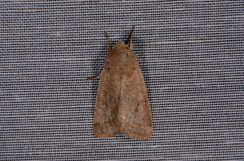 Chasse Aux Papillons - Marais d Yves - 30-03-2014 - Orthosia cerasi (19).JPG