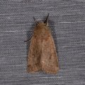 Orthosia cerasi