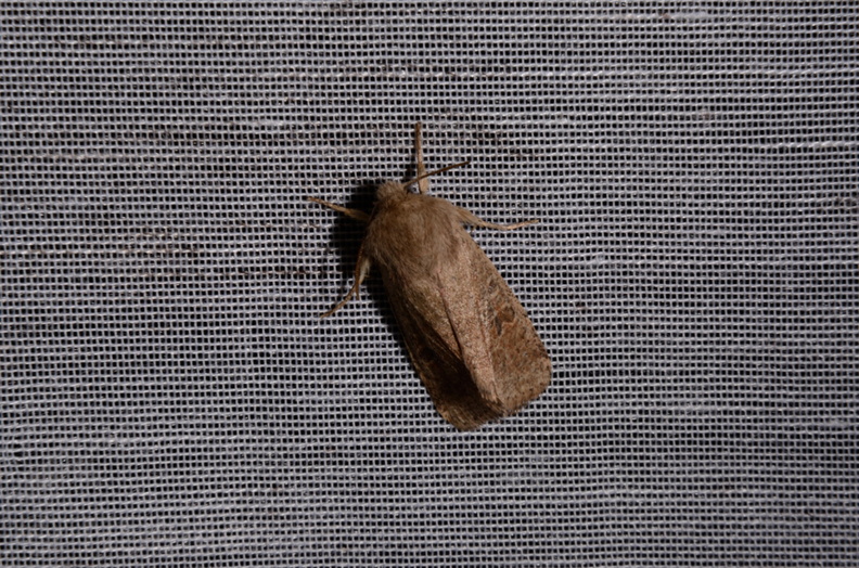 Chasse Aux Papillons - Marais d Yves - 30-03-2014 - Orthosia cruda (27).JPG