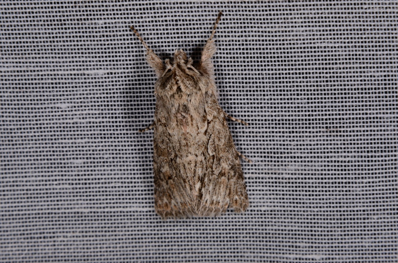 Chasse Aux Papillons - Marais d Yves - 30-03-2014 - Xylocampa areola (6).JPG