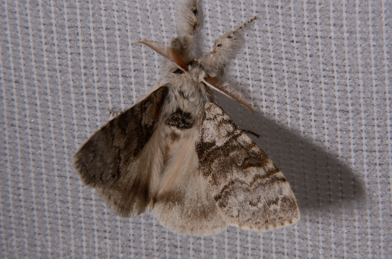 Chasse Aux Papillons - Montrichard - 20-04-2014 - Calliteara pudibunda (7).JPG