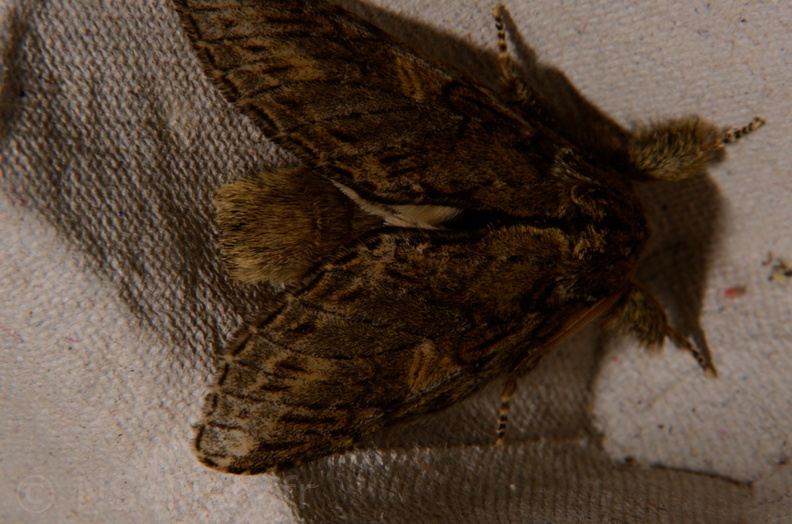 Chasse Aux Papillons - Montrichard - 20-04-2014 - Peridea anceps (6).JPG