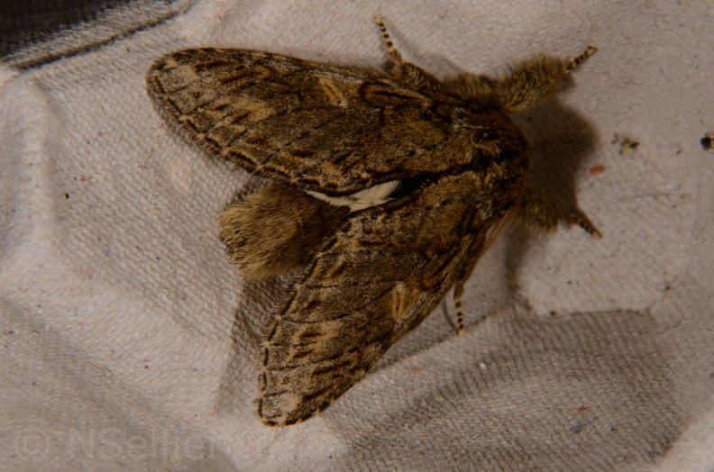 Chasse Aux Papillons - Montrichard - 20-04-2014 - Peridea anceps (13).JPG