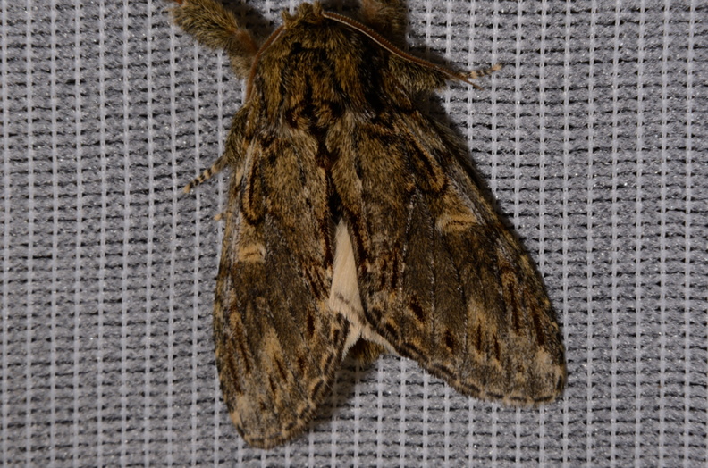 Chasse Aux Papillons - Montrichard - 20-04-2014 - Peridea anceps (15).JPG