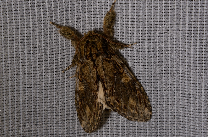 Chasse Aux Papillons - Montrichard - 20-04-2014 - Peridea anceps (16).JPG