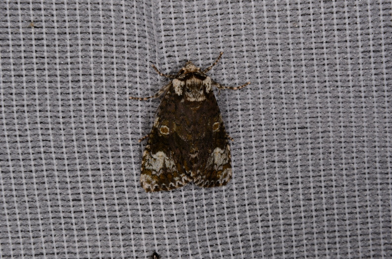 Chasse Aux Papillons - Saint Hilaire La Pallud - 01-05-2014 - Craniophora ligustri (18).JPG