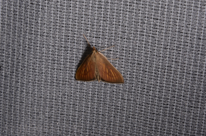 Chasse Aux Papillons - Saint Hilaire La Pallud - 01-05-2014 - Nascia cilialis (22).JPG