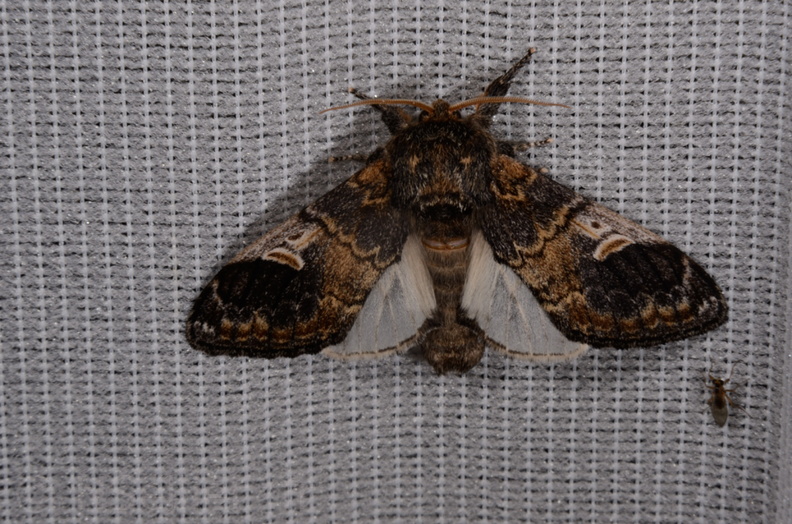 Chasse Aux Papillons - Saint Hilaire La Pallud - 01-05-2014 - Notodonta tritophus (11).JPG