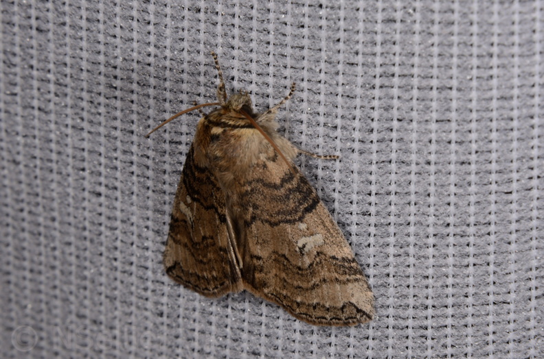 Chasse Aux Papillons - Saint Hilaire La Pallud - 01-05-2014 - Tethea or (1).JPG