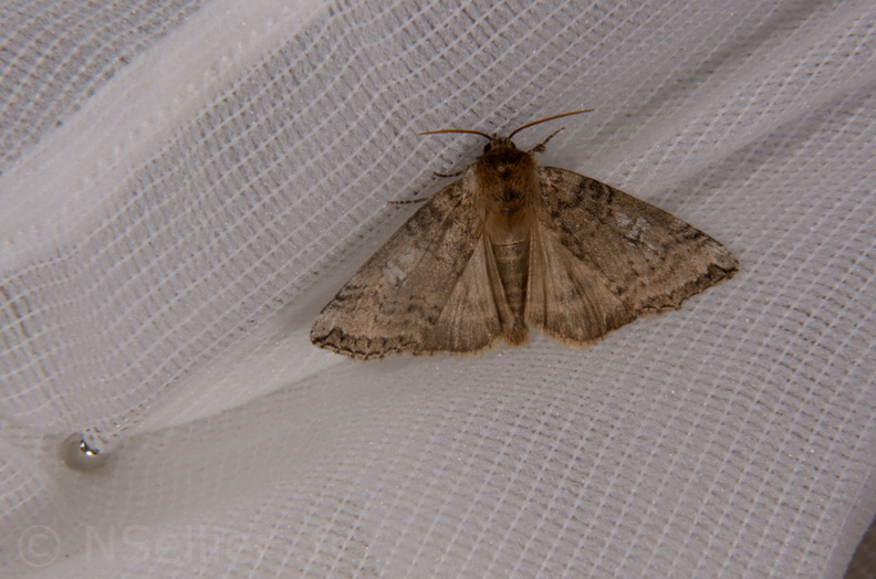 Chasse Aux Papillons - Saint Hilaire La Pallud - 01-05-2014 - Tethea or (12).JPG