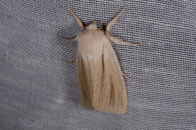 Chasse Aux Papillons - Marais d'Yves - 07-05-2014 - Acronicta albovenosa (58).JPG