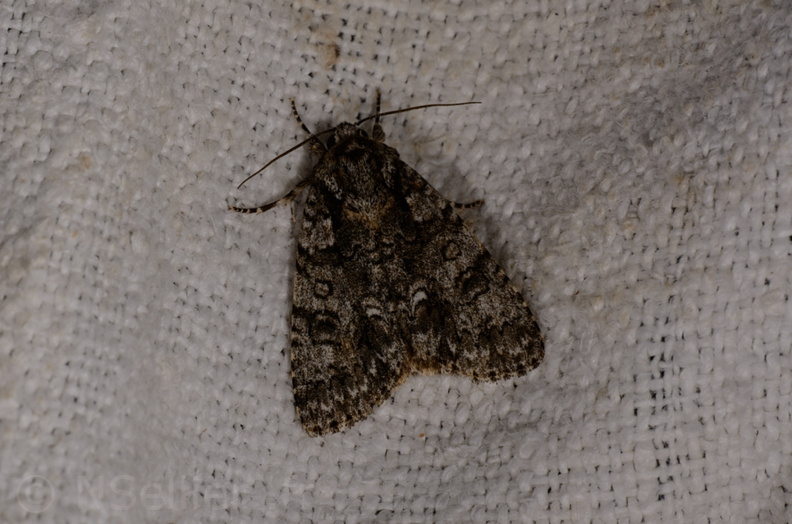 Chasse Aux Papillons - Marais d'Yves - 07-05-2014 - Acronicta rumicis (54).JPG