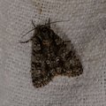Acronicta rumicis