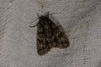 Acronicta rumicis